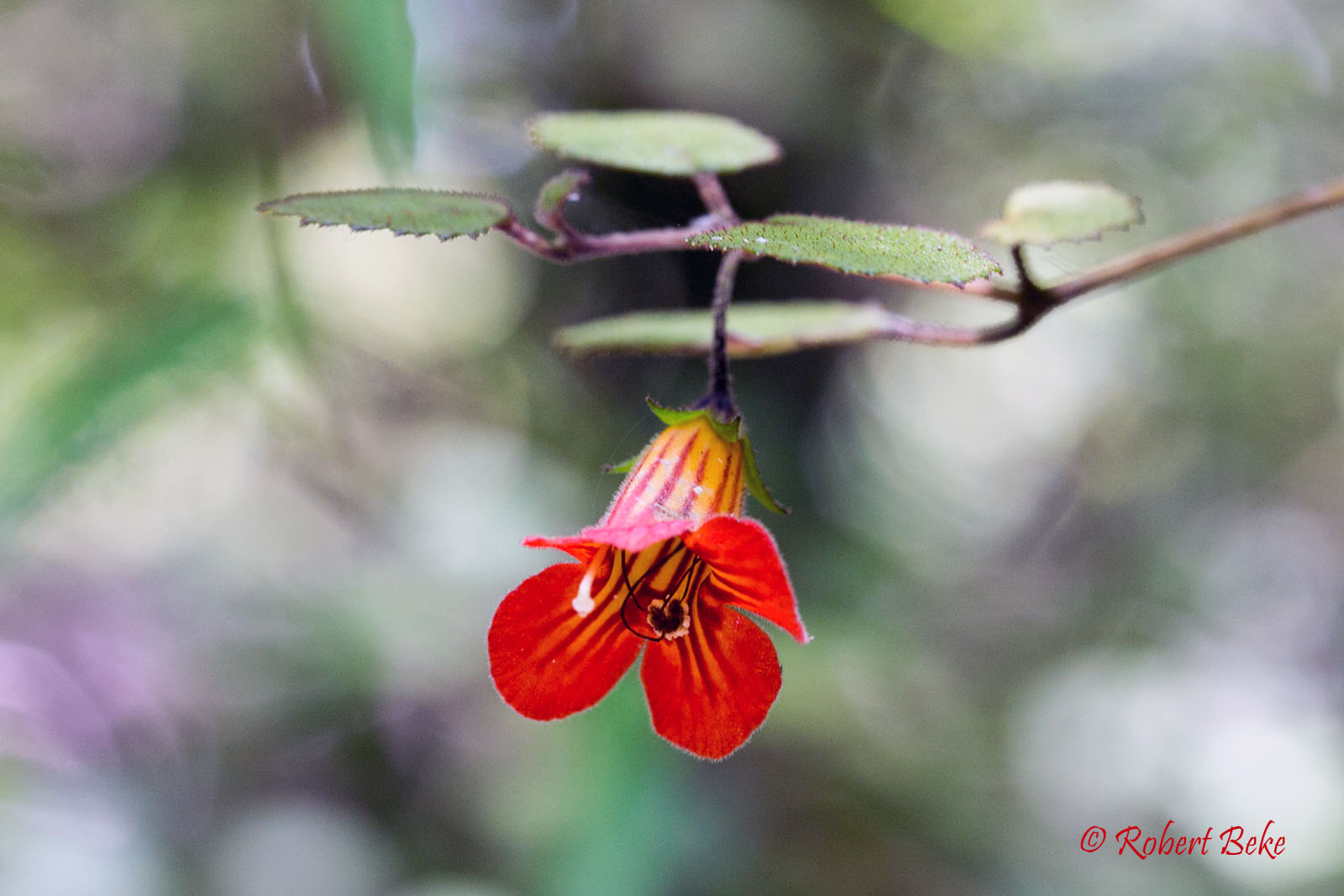 Rhabdothamnus solandri