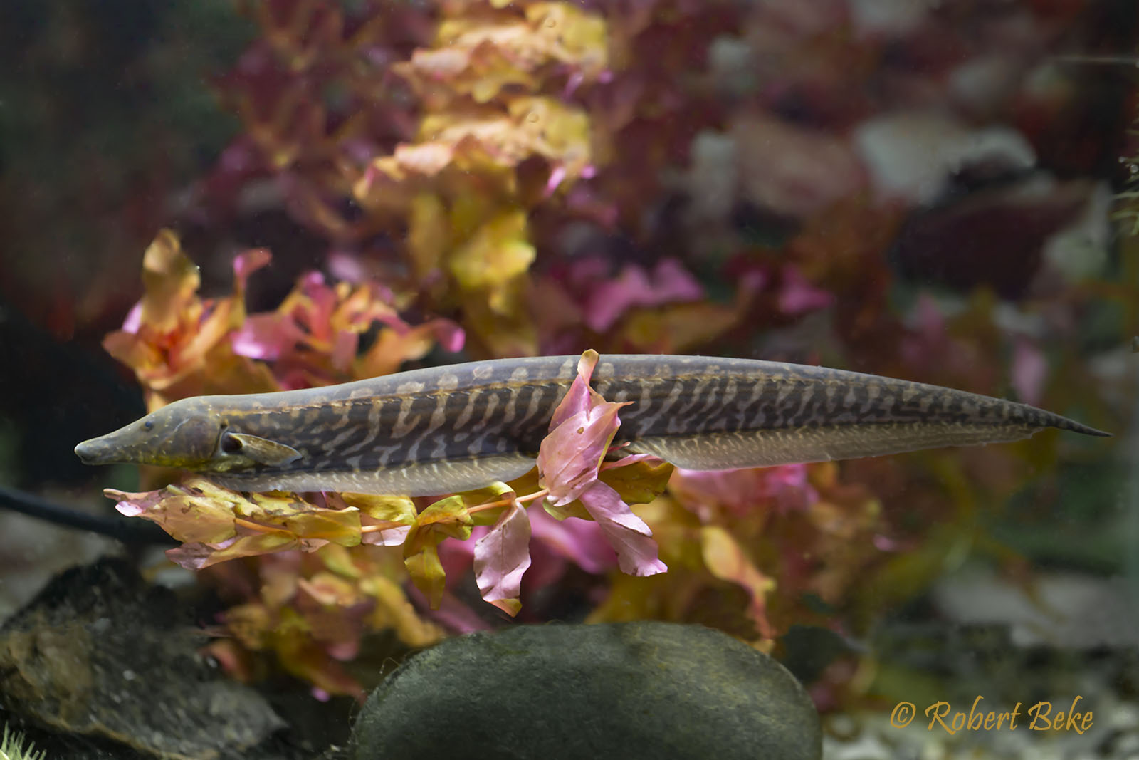 Rhamphichthys rostratus