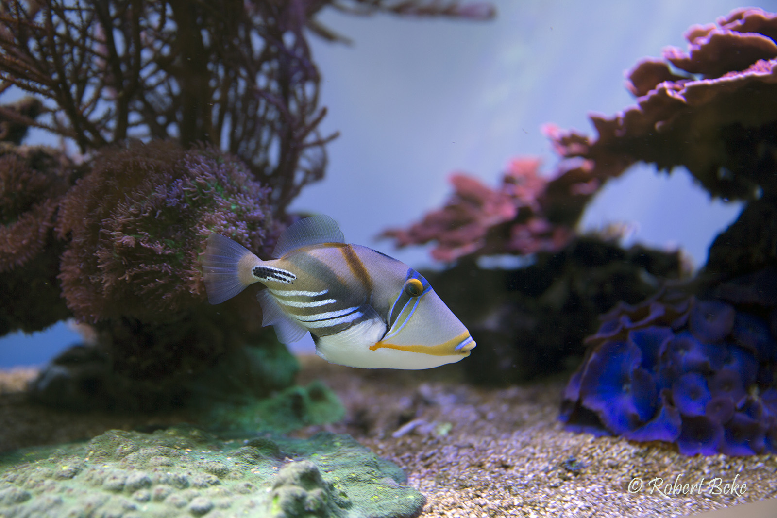 Rhinecanthus aculeatus - Picasso triggerfish