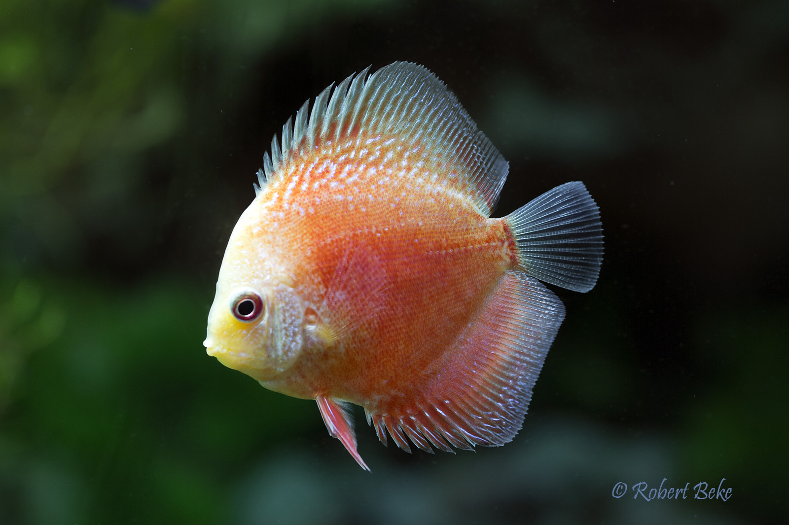 Rising sun discus - Symphysodon aequifasciatus