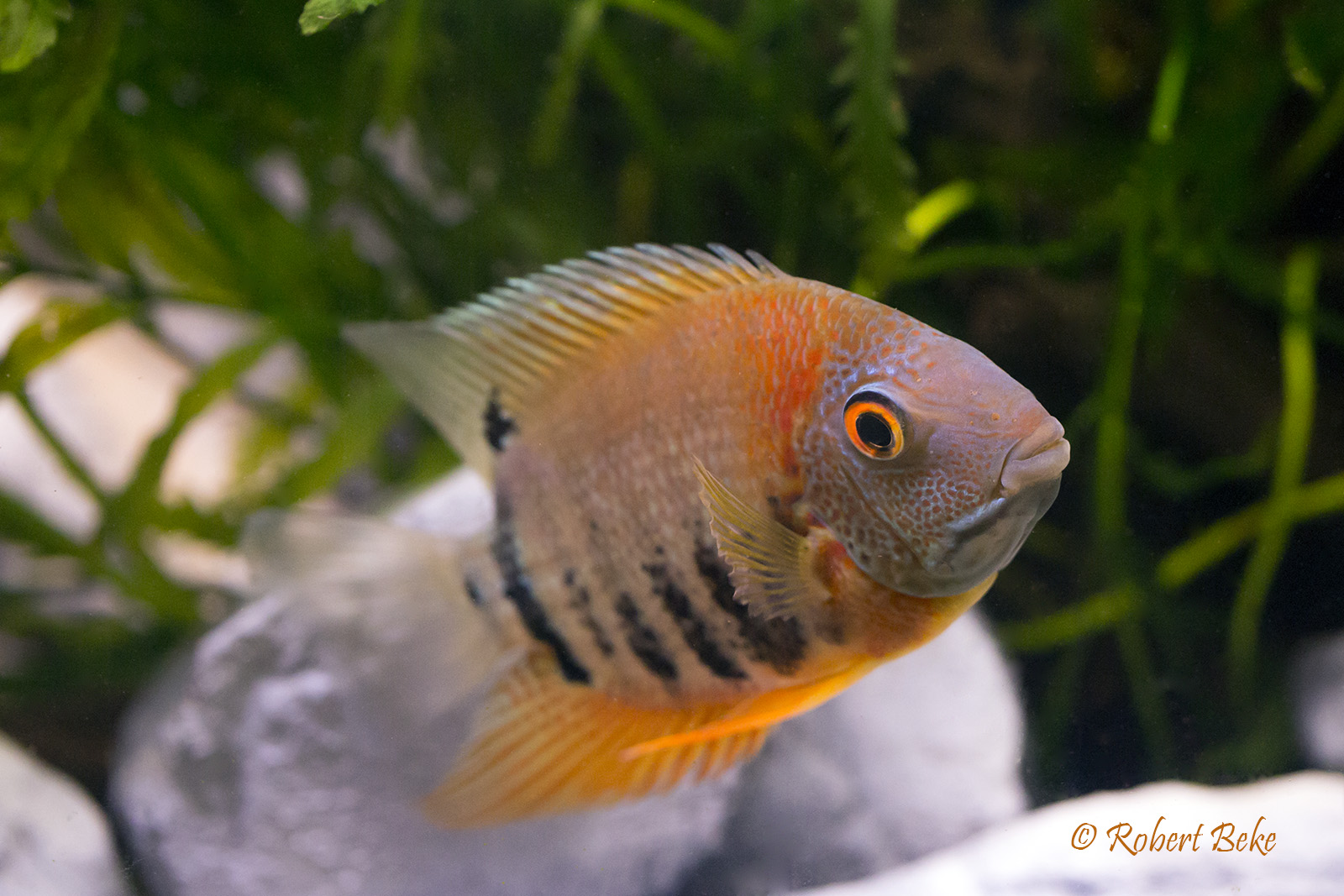 Rotkeil Severum