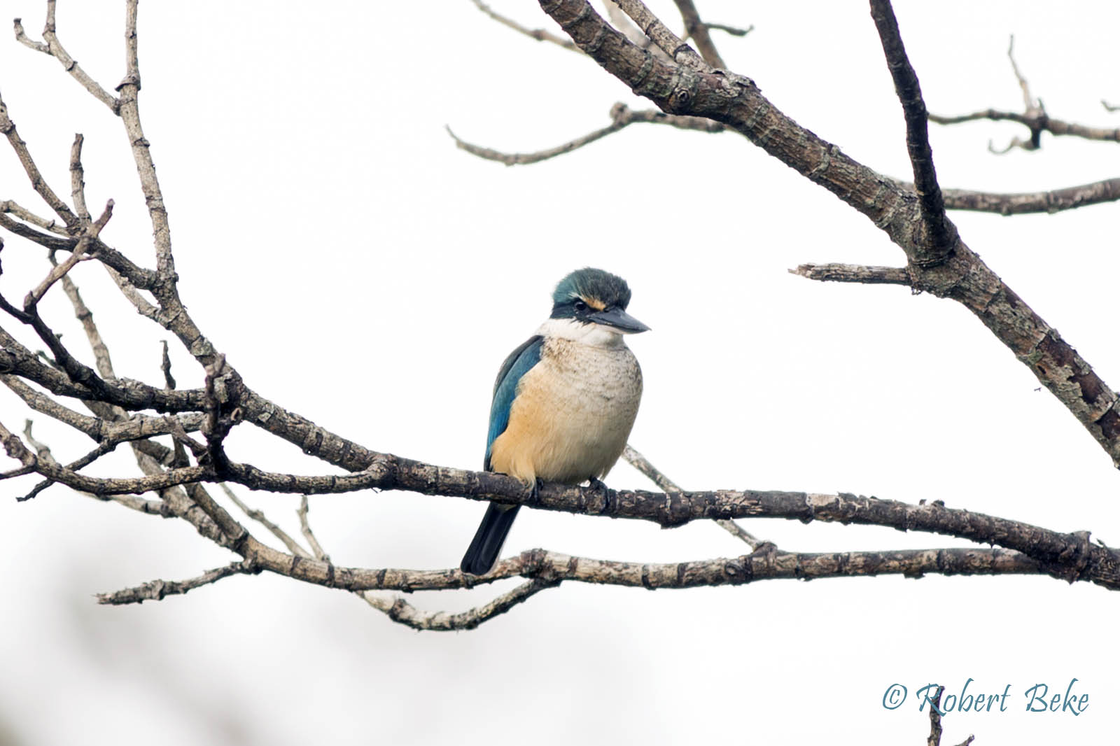 Sacred kingfisher - Todiramphus sanctus