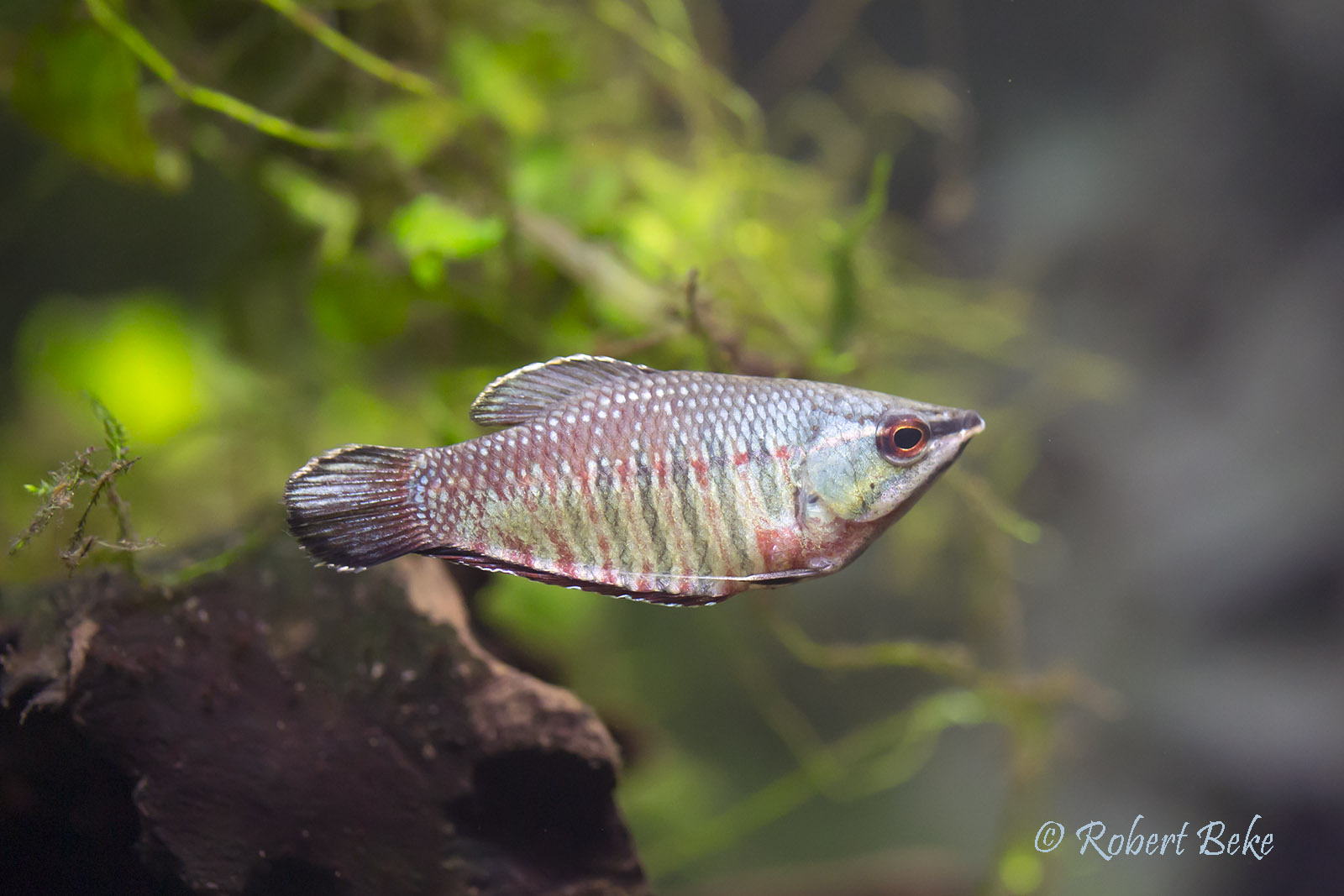 Samurai Gourami