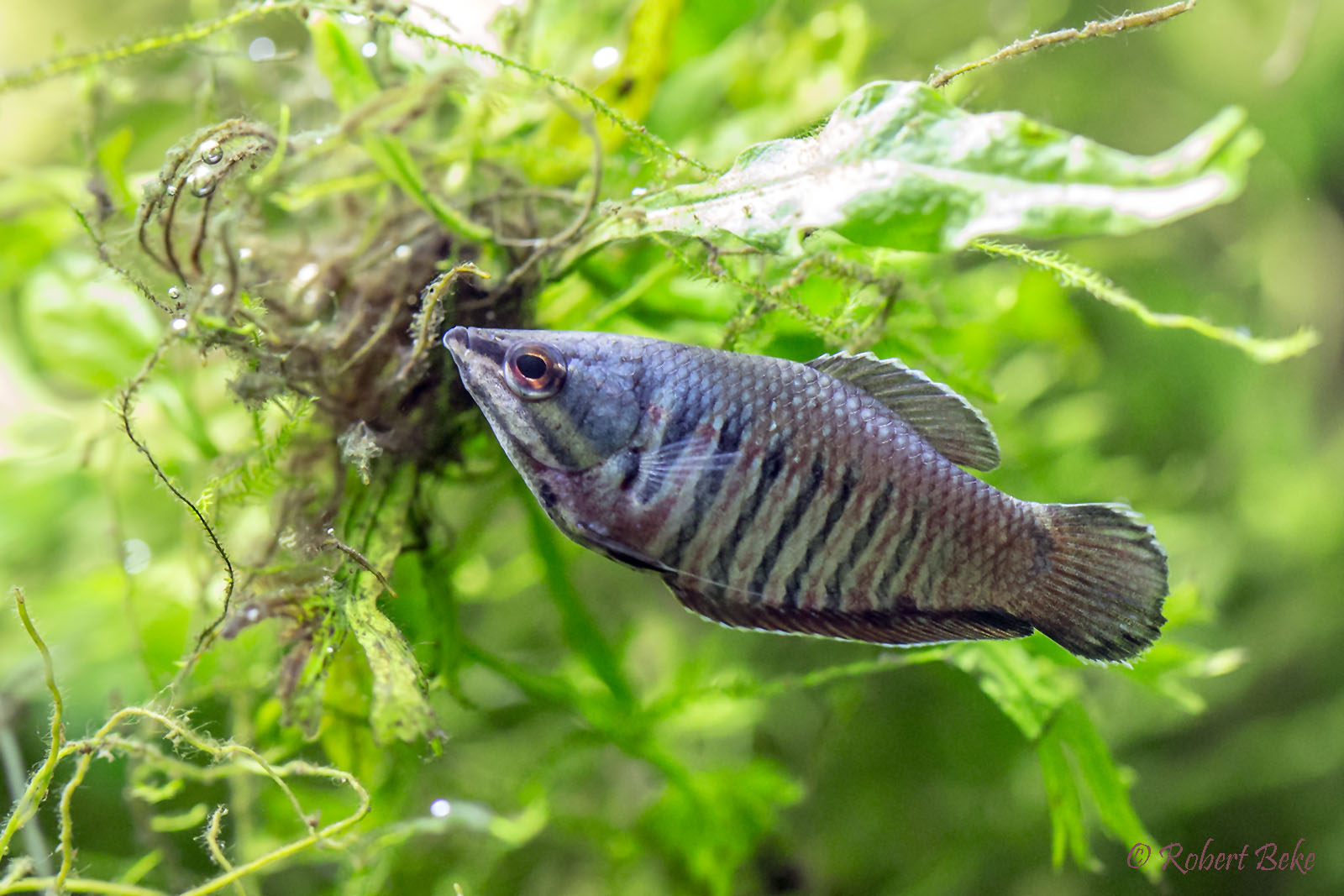 Samurai Gourami