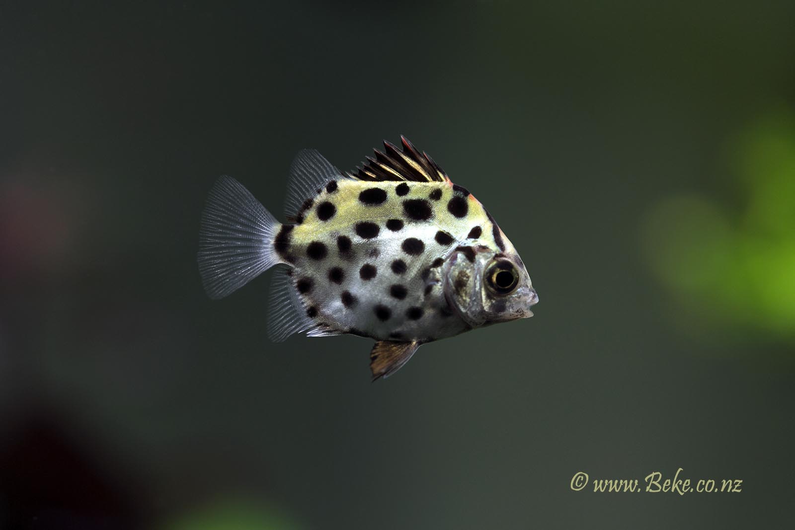 Scatophagus argus