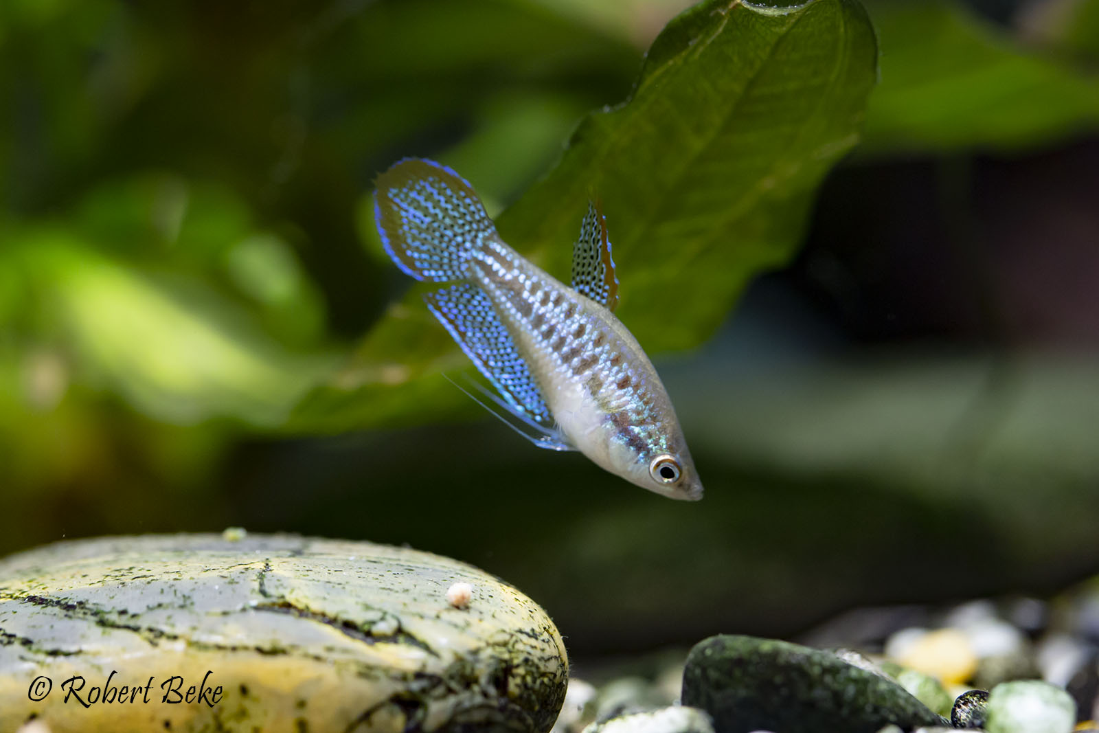 Sparkling gourami - Trichopsis pumila