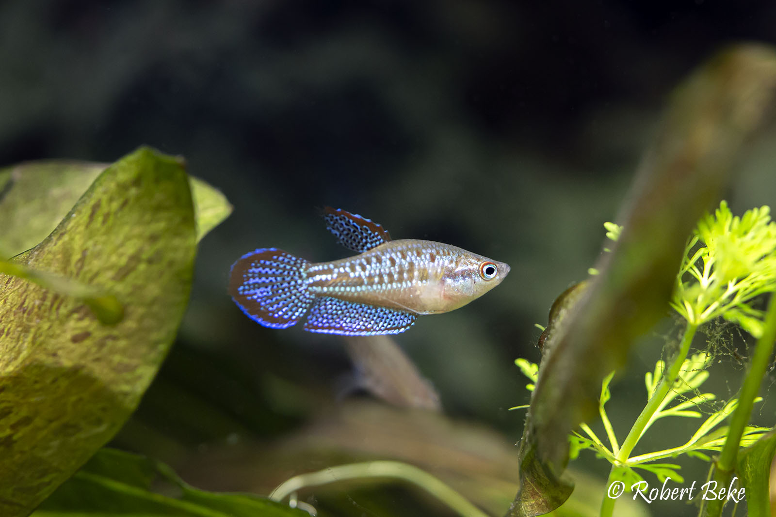 Sparkling gourami - Trichopsis pumila