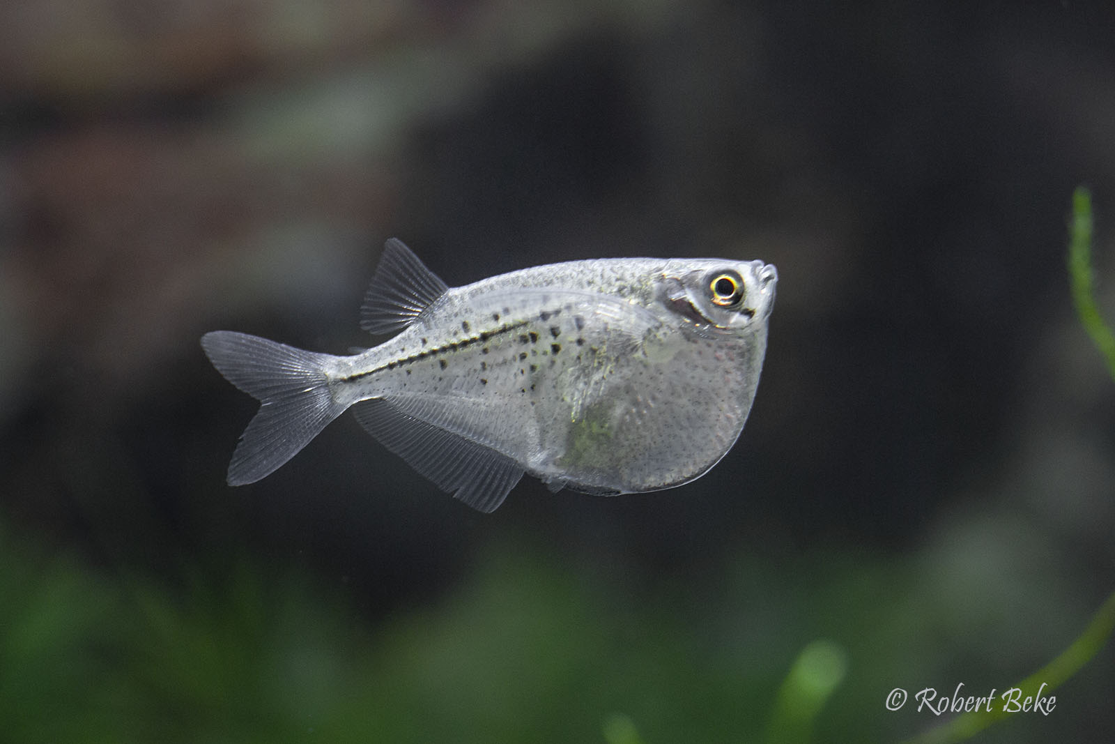 Spotted Hatchetfish