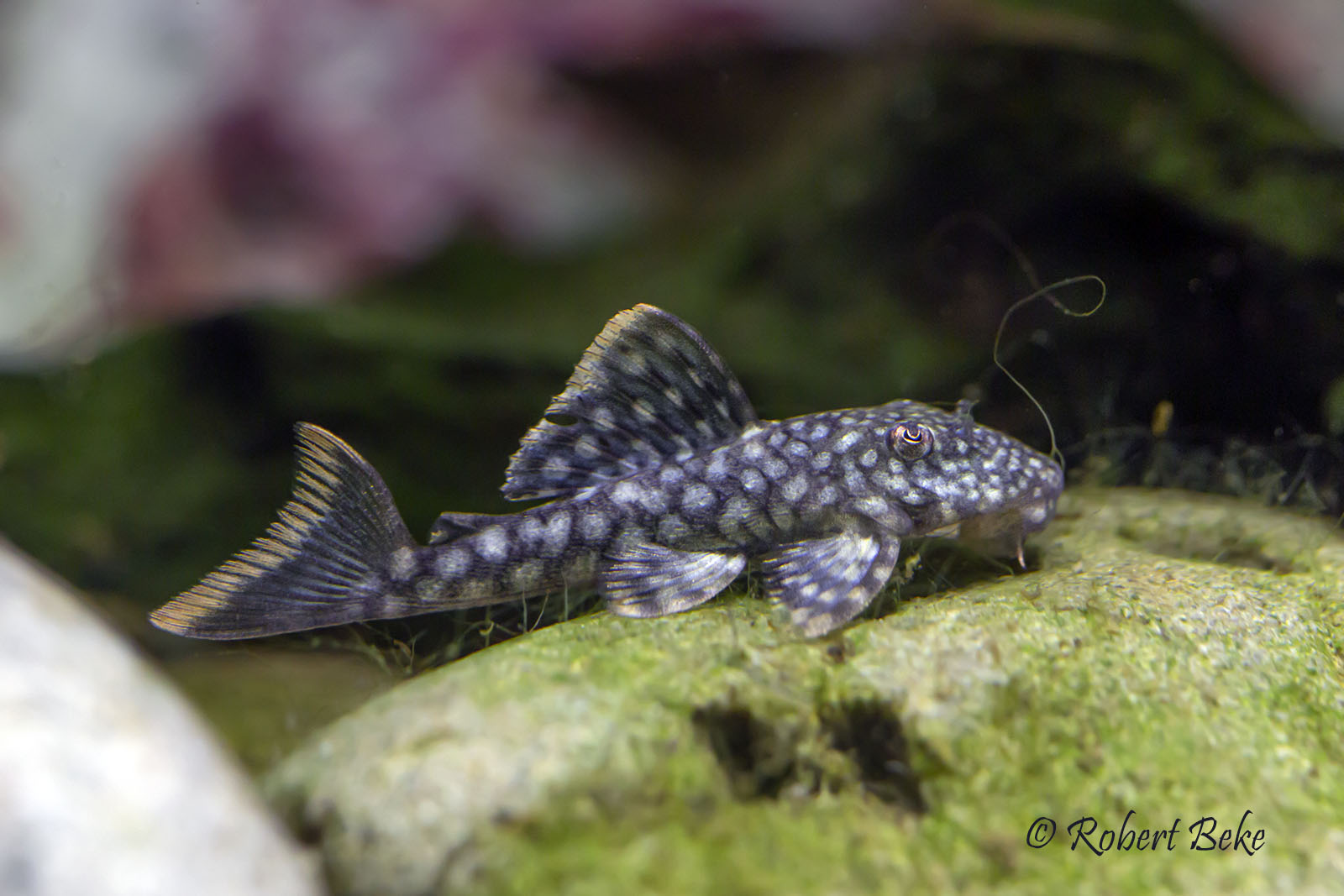 Spotted Orange Seam Pleco - Pseudancistrus sp. (L122)