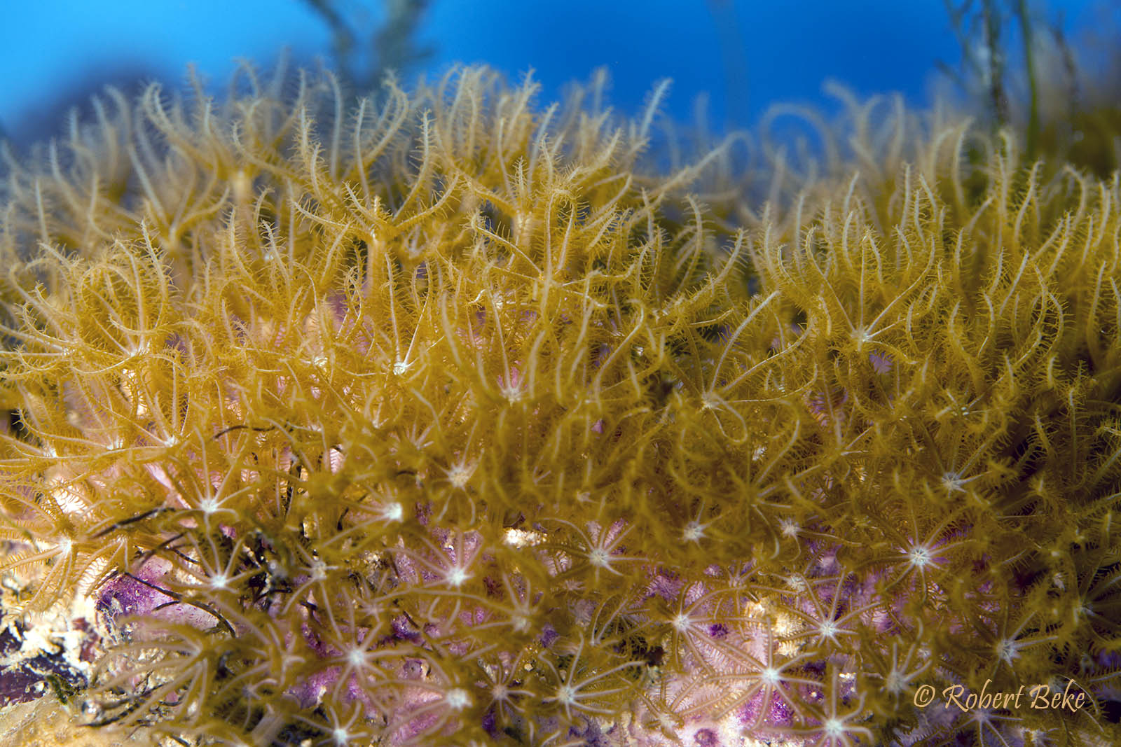 Star Polyps