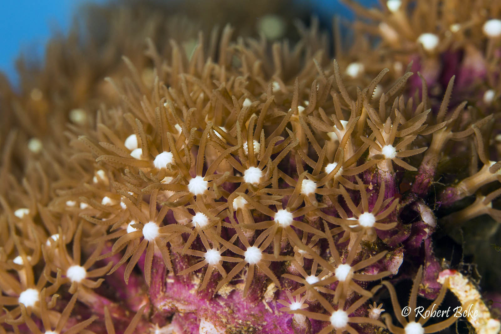 Star Polyps