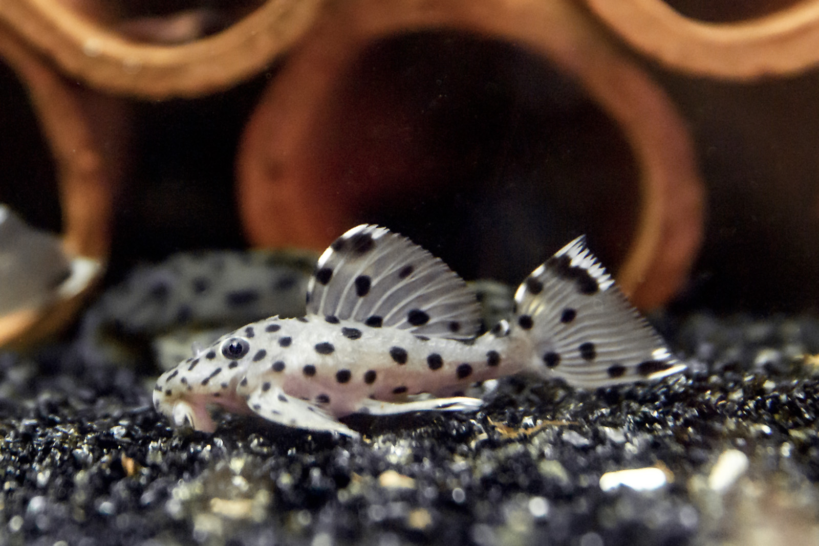 Sultan Pleco - Leporacanthicus joselimai L264