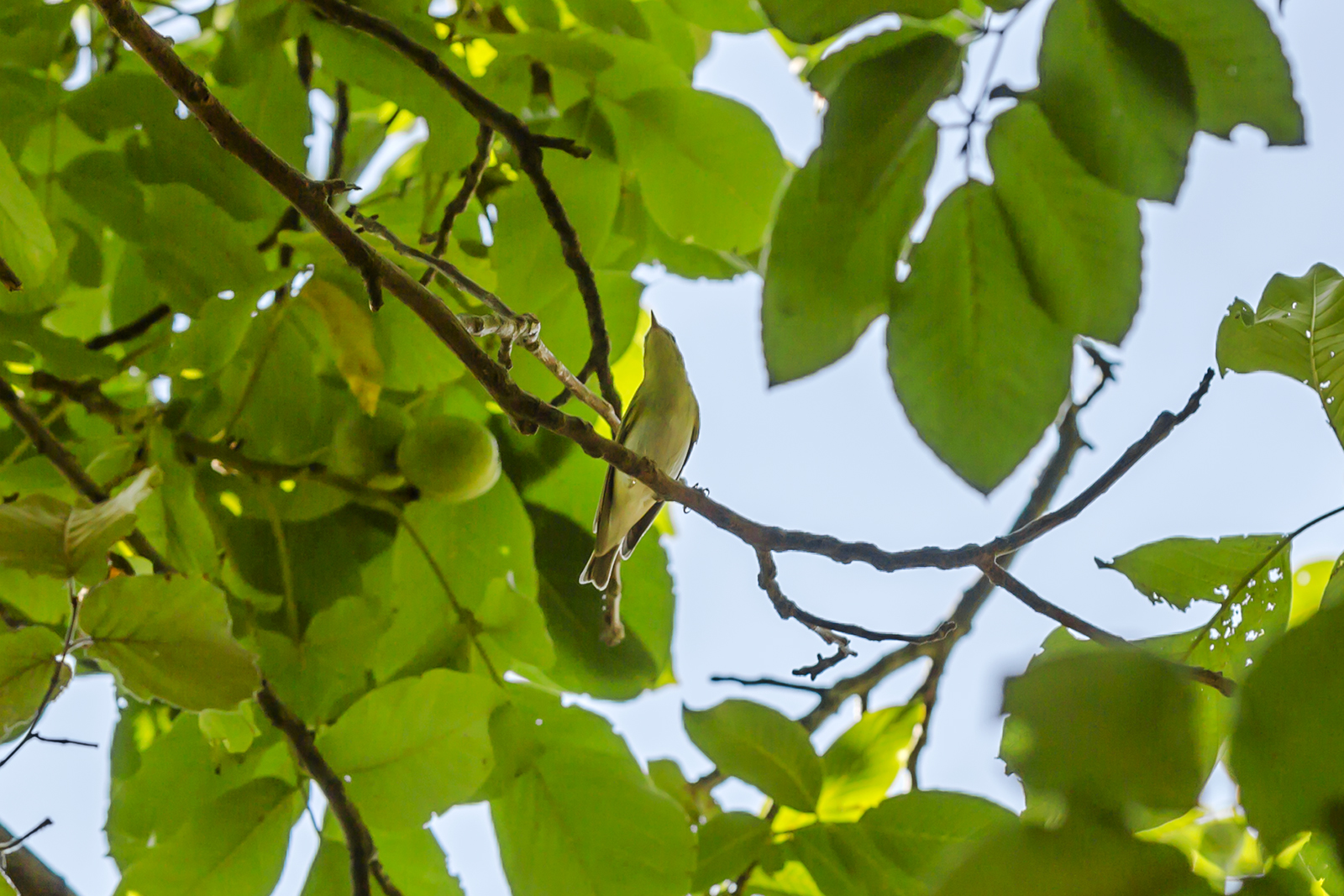 Šumski zviždak - Phylloscopus sibilatrix