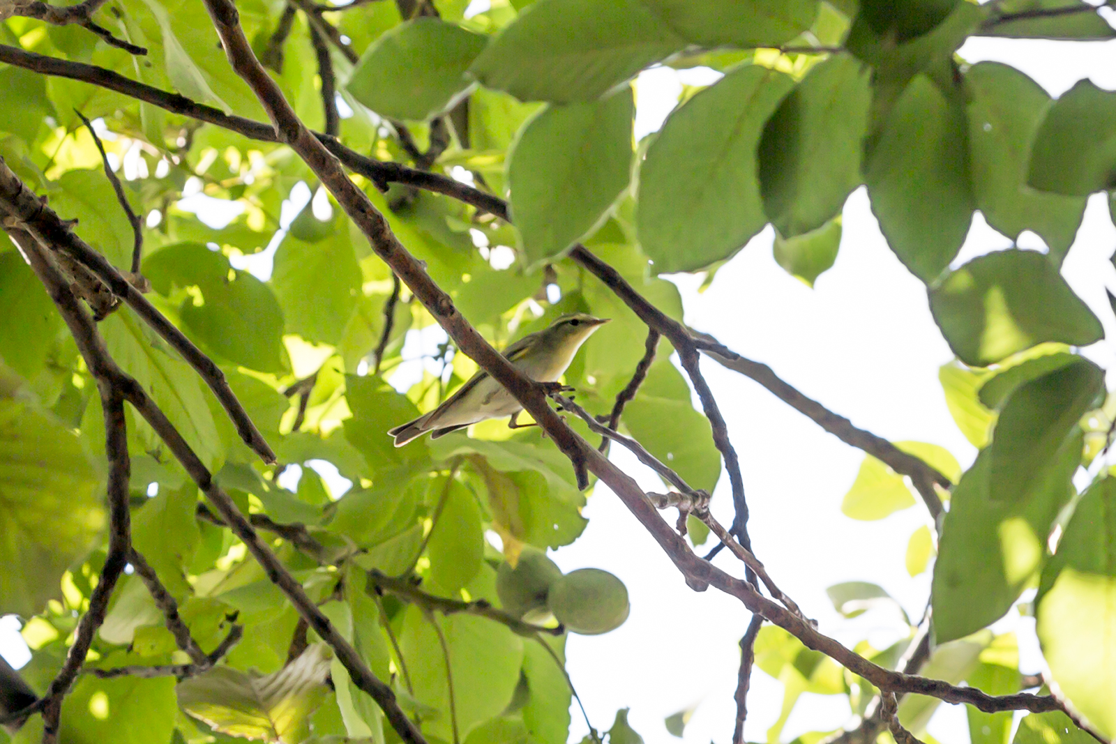 Šumski zviždak -  Phylloscopus sibilatrix