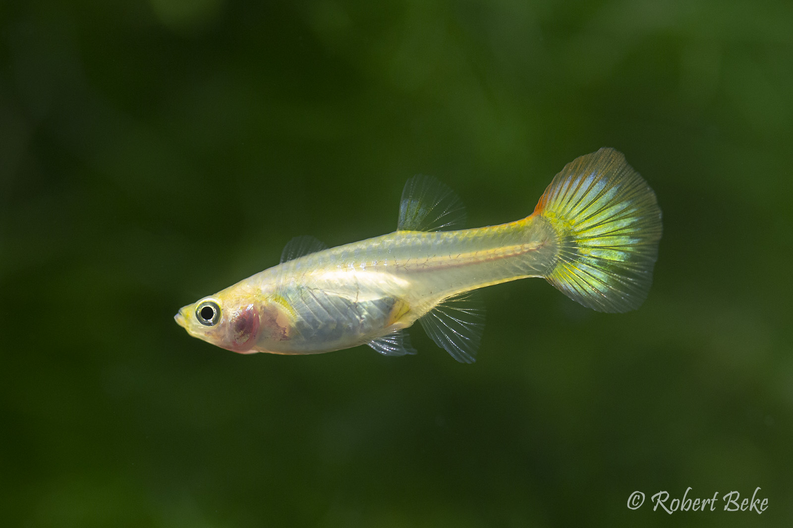 Sunset Guppy Female  -  Poecilia reticulata