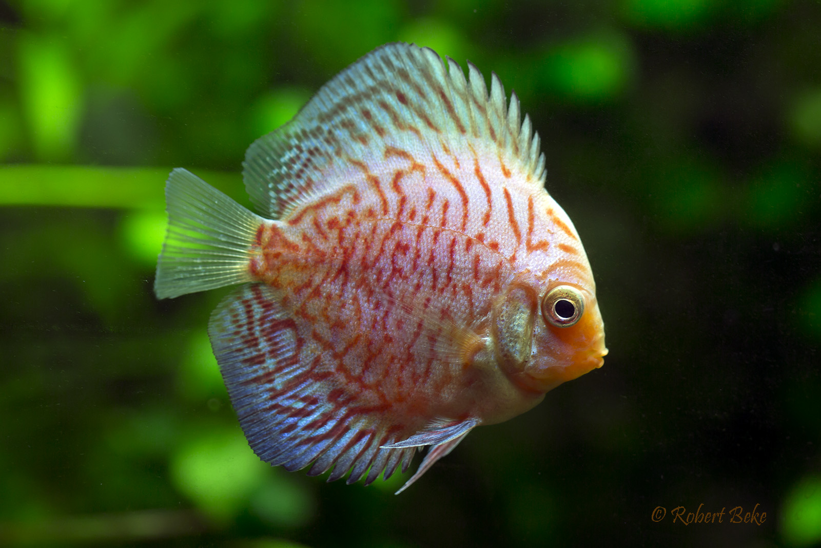 Symphysodon aequifasciatus - Sunflower discus