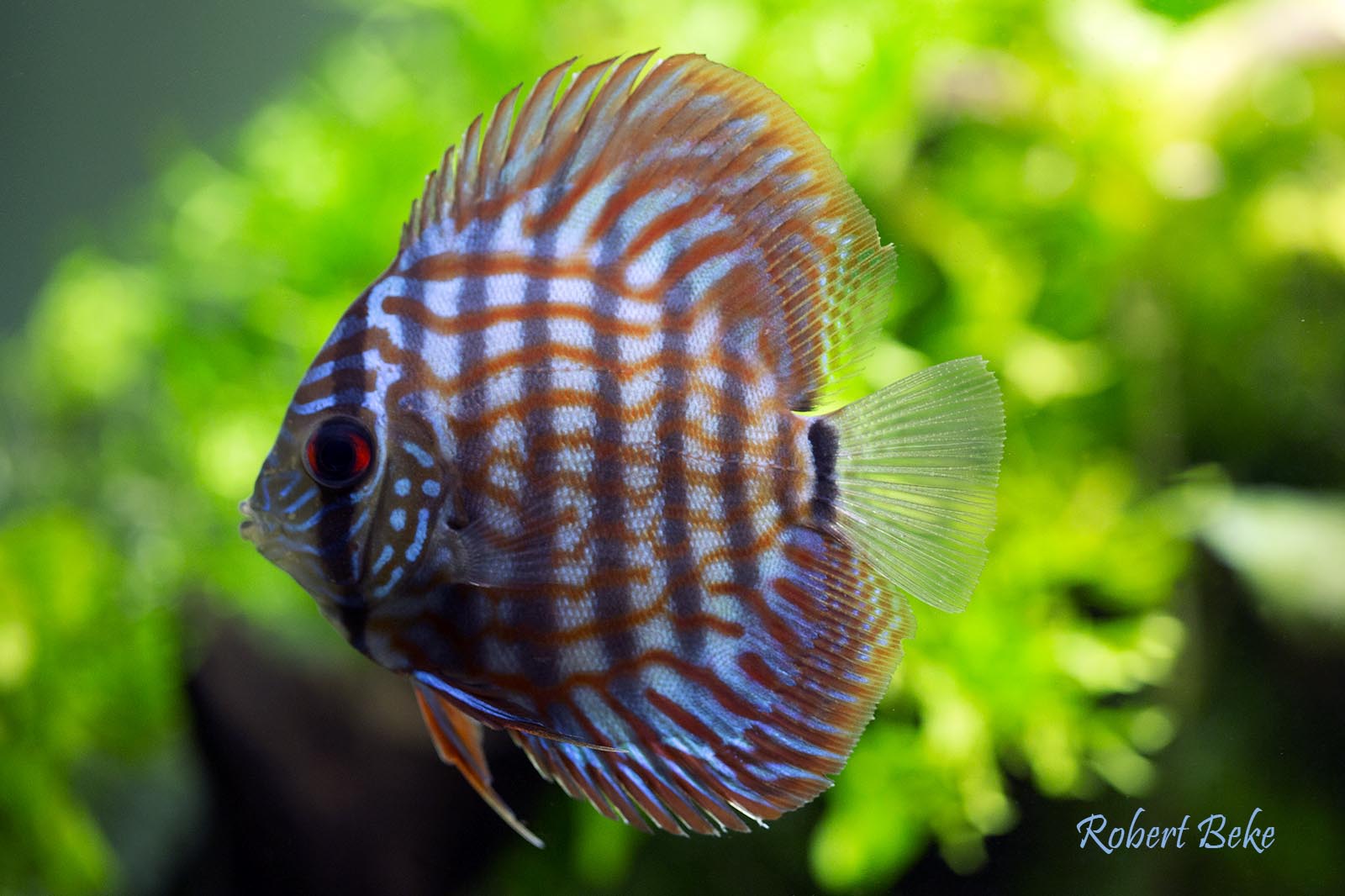 Symphysodon aequifasciatus