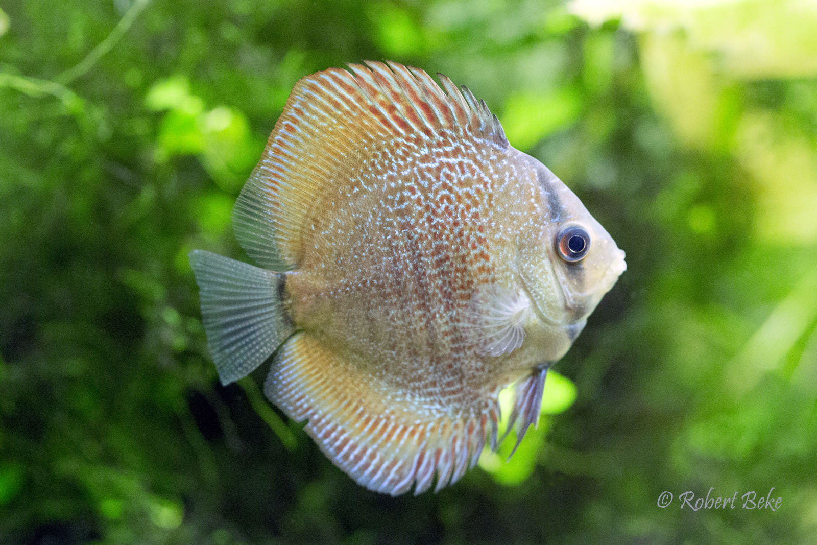 Symphysodon aequifasciatus