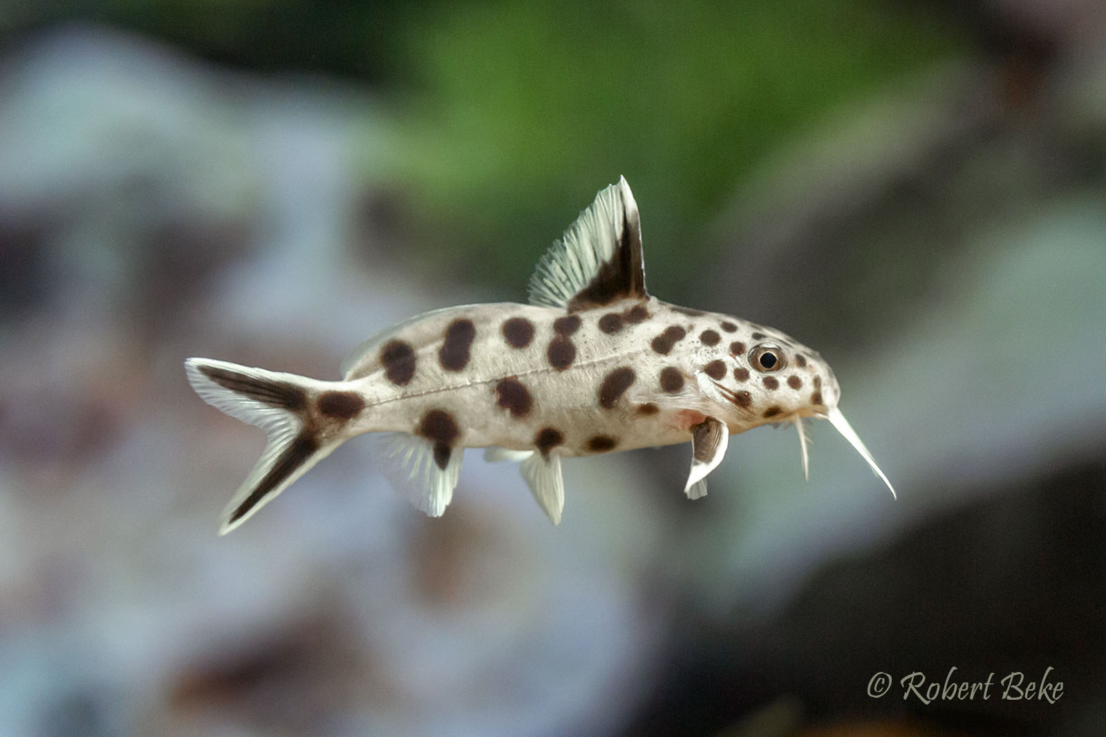 Synodontis multipunctatus - Cuckoo Synodontis