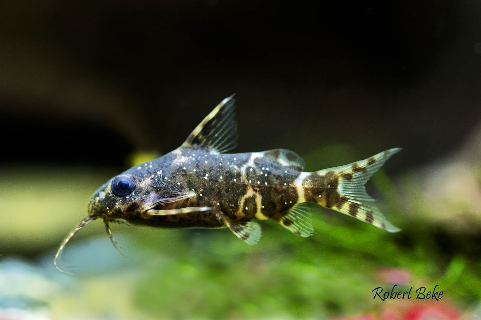 Synodontis nigriventris