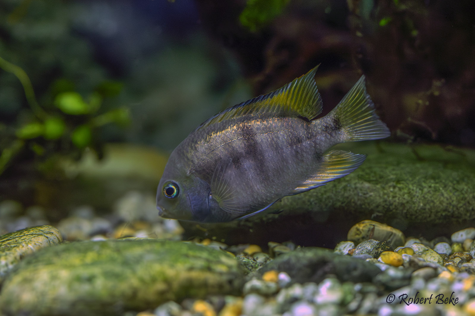 T-bar cichlid - Cryptoheros sajica