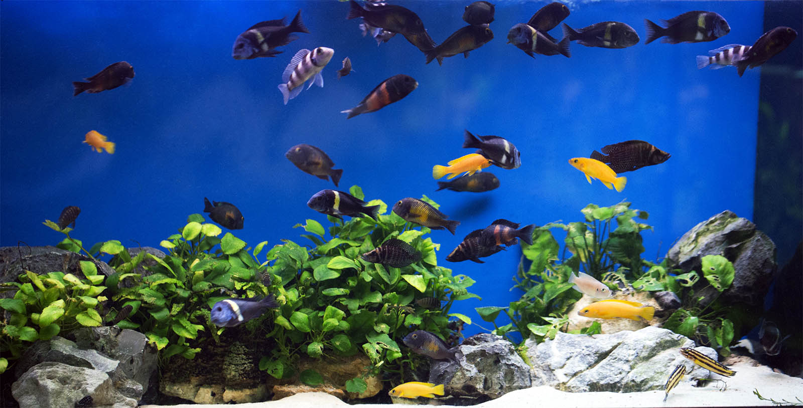 Tanganyikan cichlid aquarium