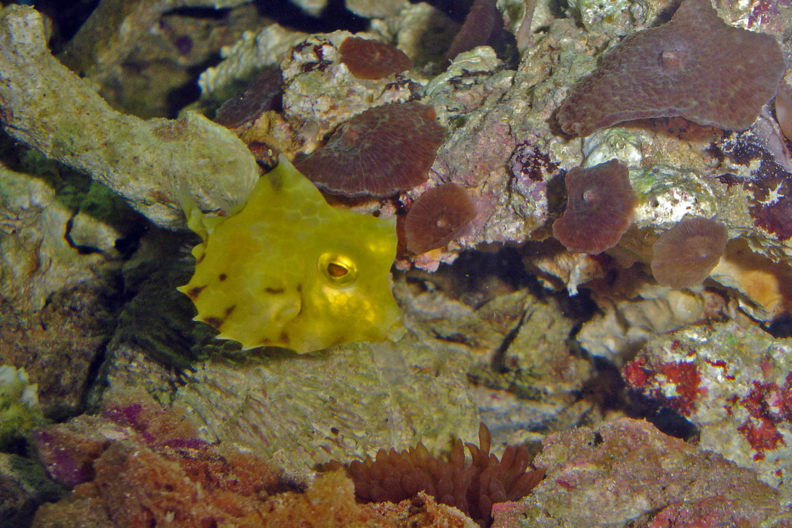 Tetrosomus gibbosus - Camel Cowfish