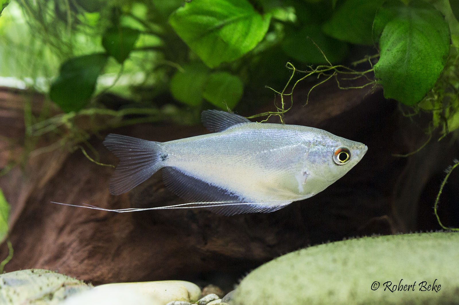 Trichopodus microlepis Moonlight Gourami