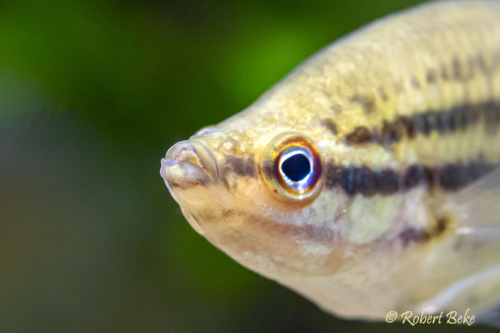 Trichopsis vittata - Croaking gourami