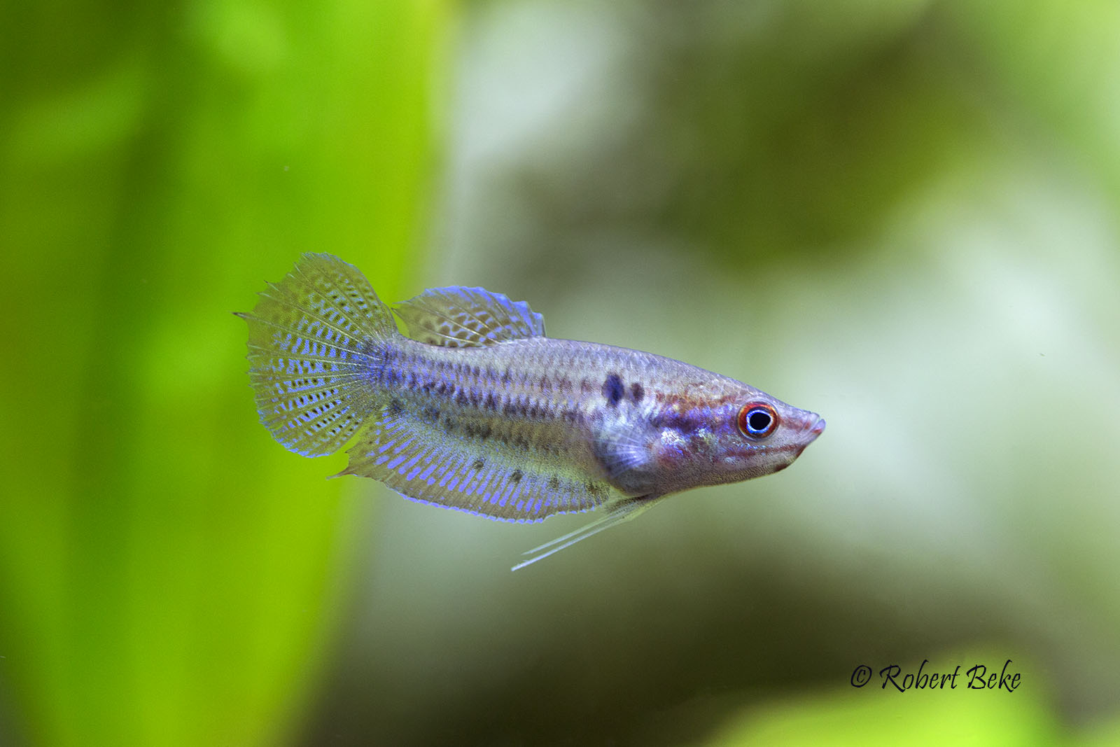 Trichopsis vittata