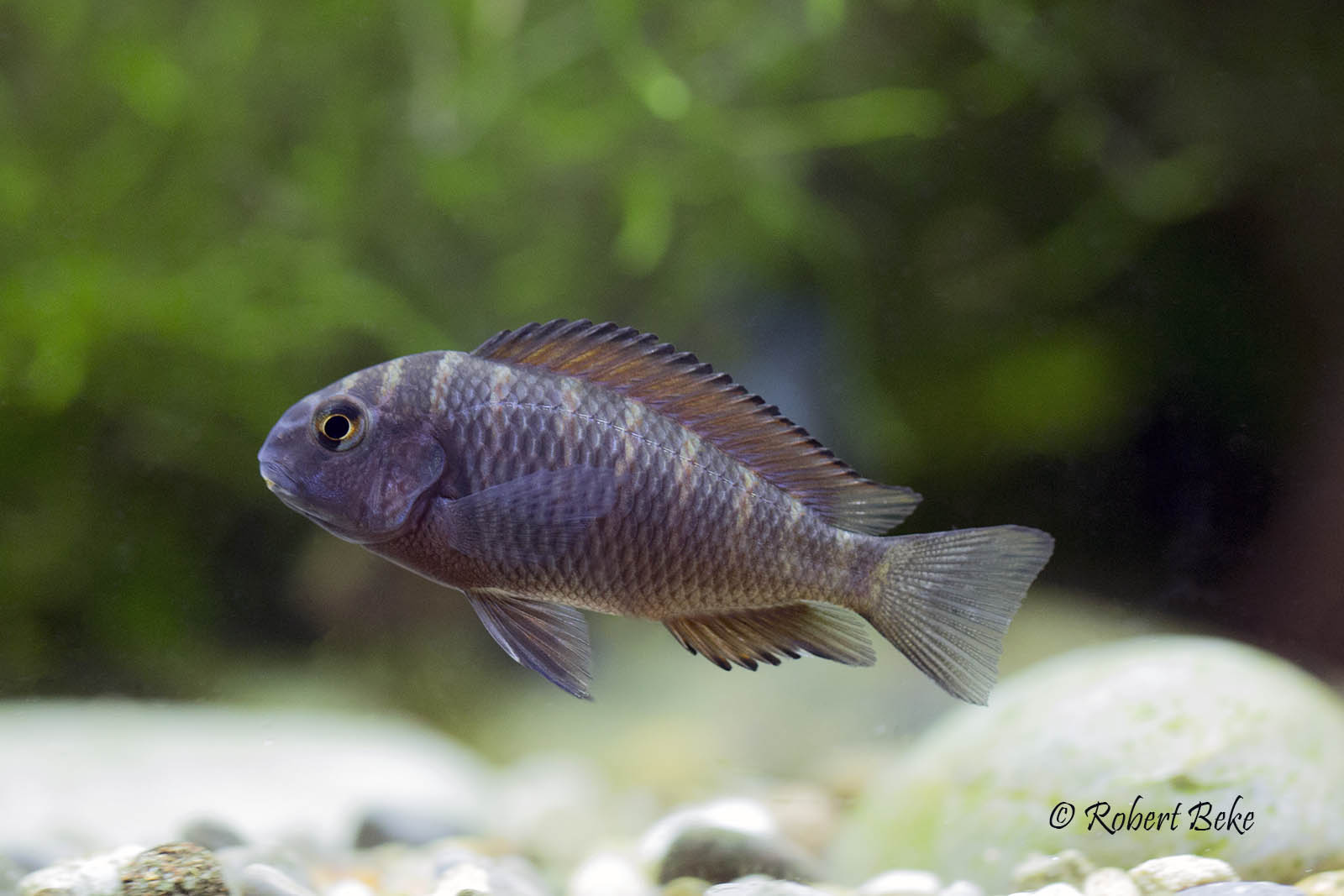 Tropheus moorii - Firefox