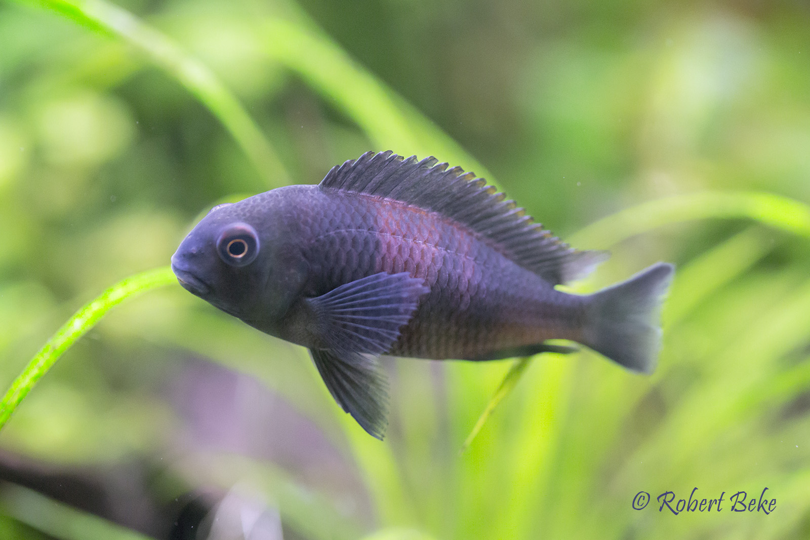 Tropheus sp. black "Bulu Point"