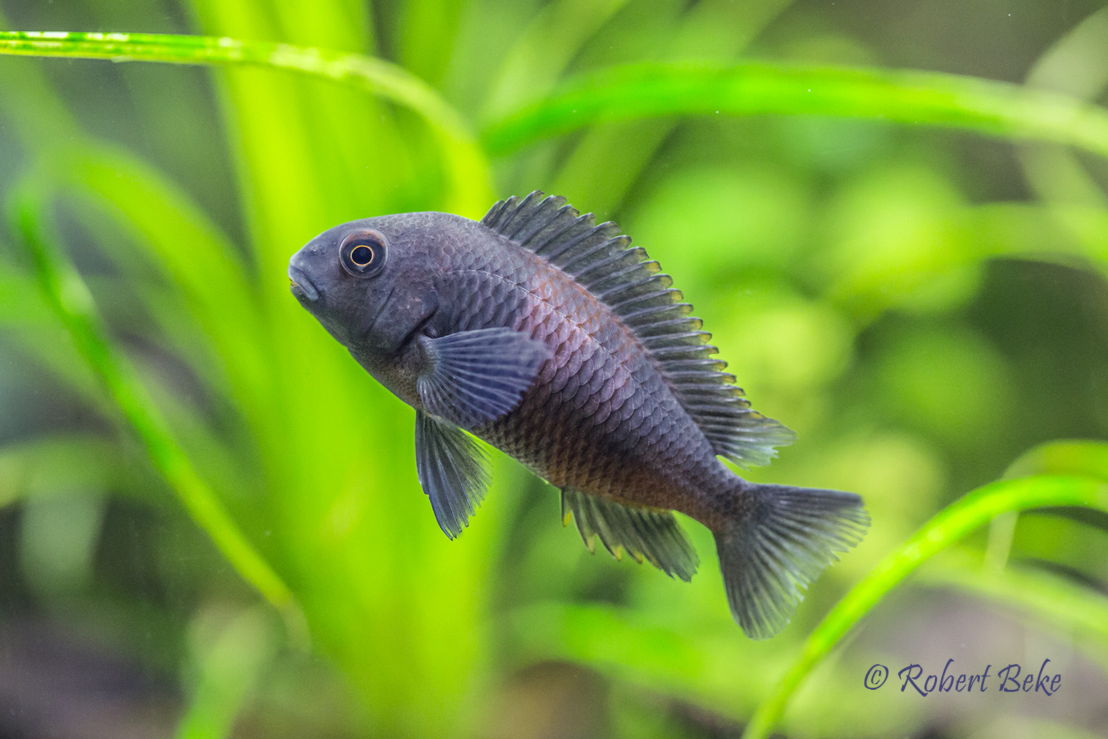 Tropheus sp. black "Bulu Point"