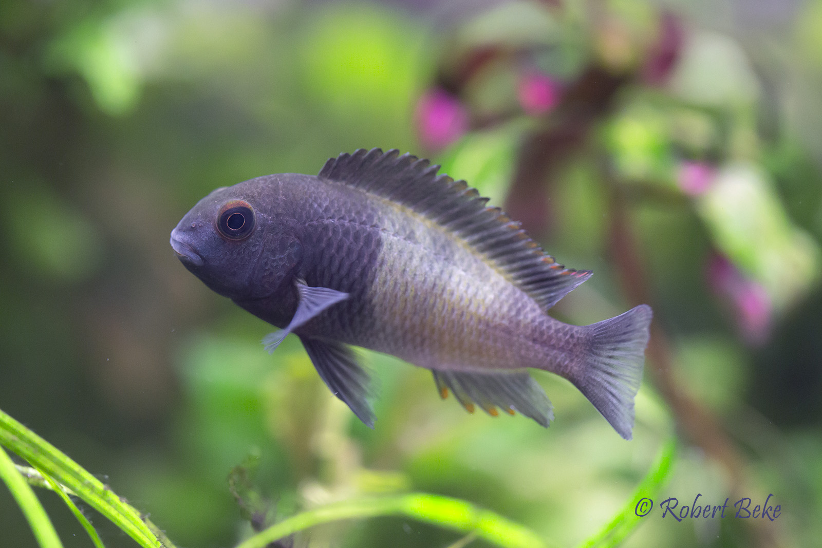 Tropheus sp. Black "Ikola"