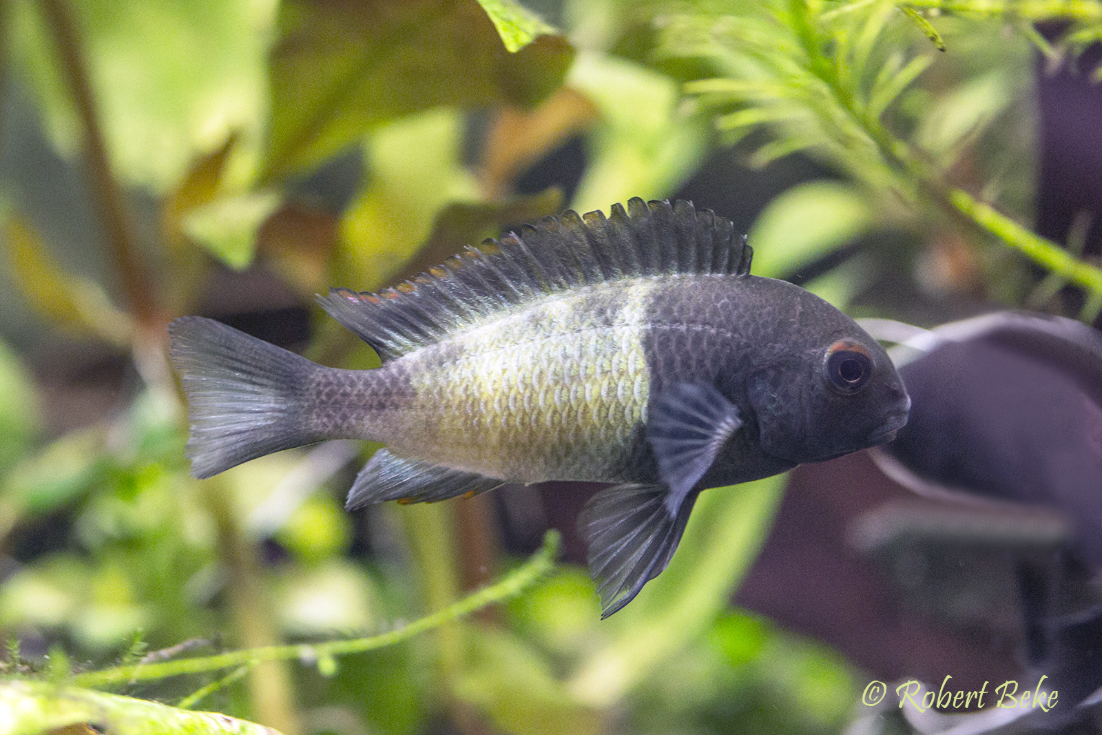 Tropheus sp. Black "Ikola"