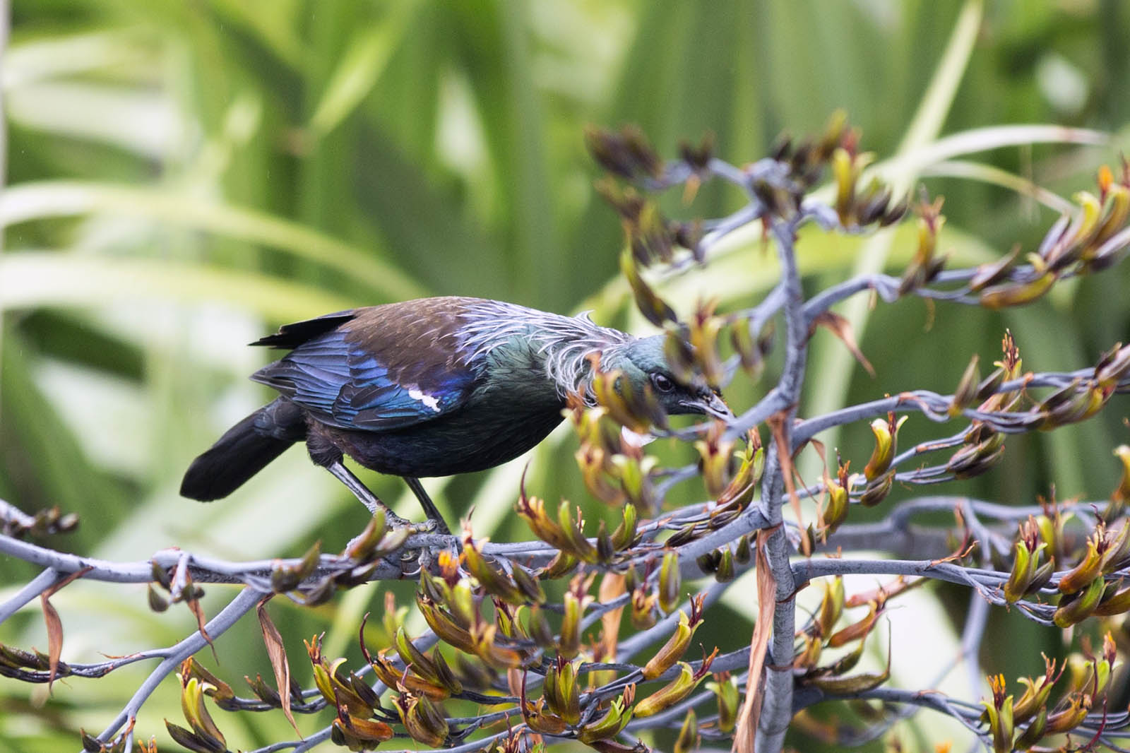 Tui