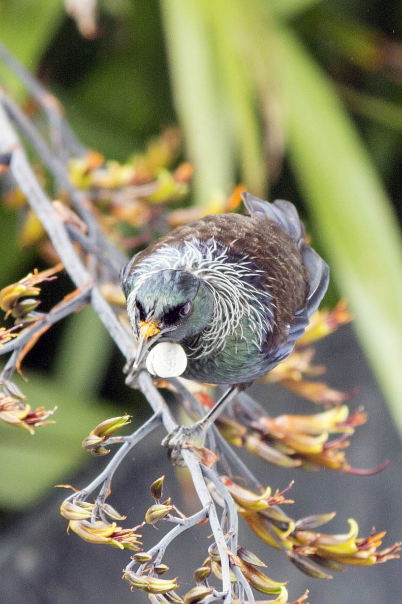 Tui