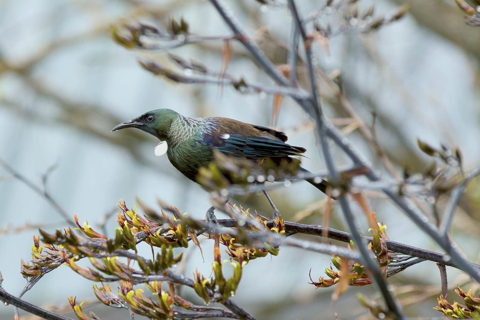 Tui