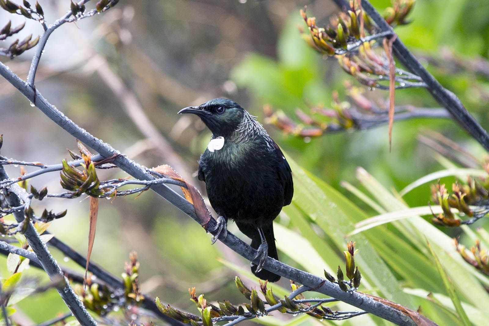 Tui