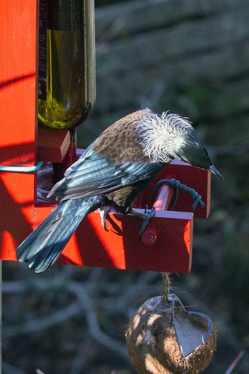 Tui