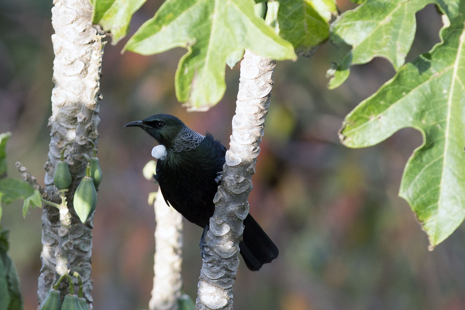 Tui