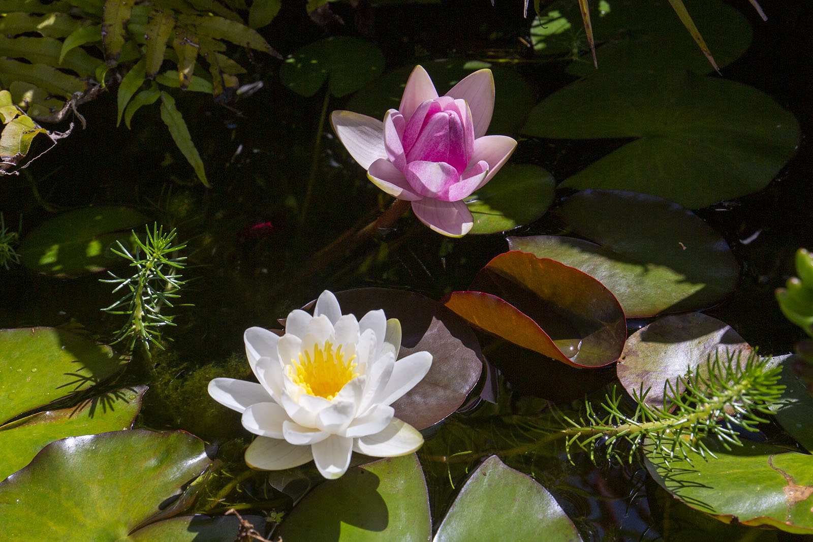 Water lily