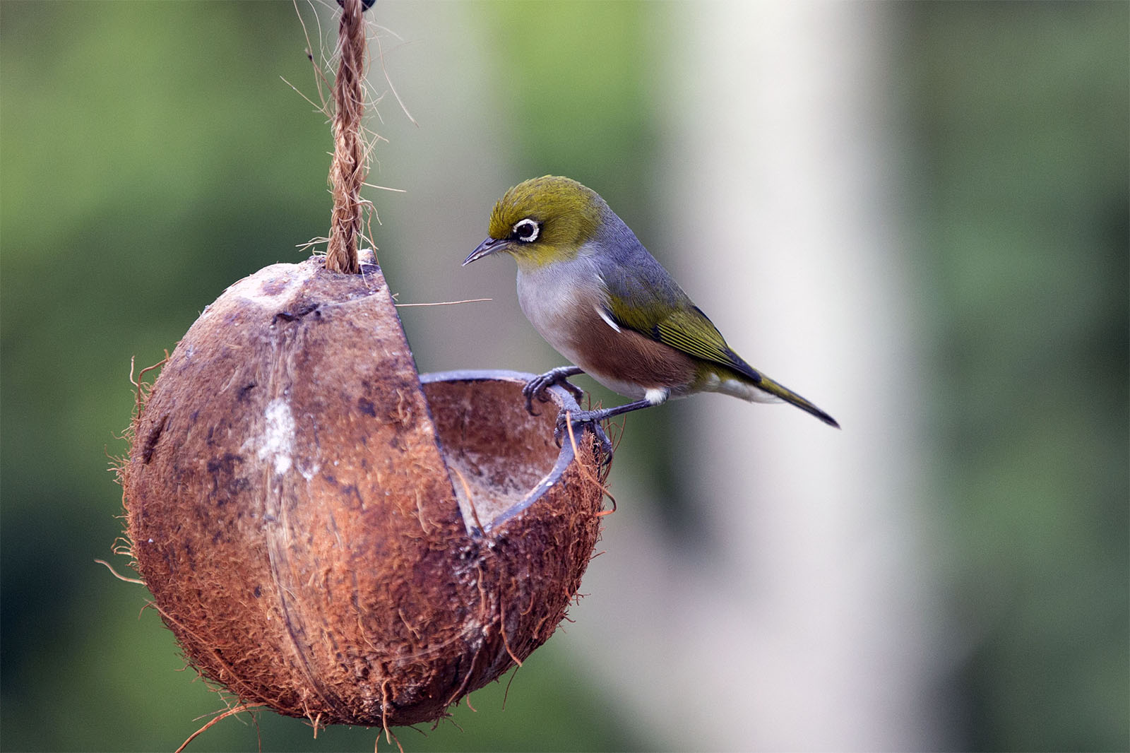 Waxeye