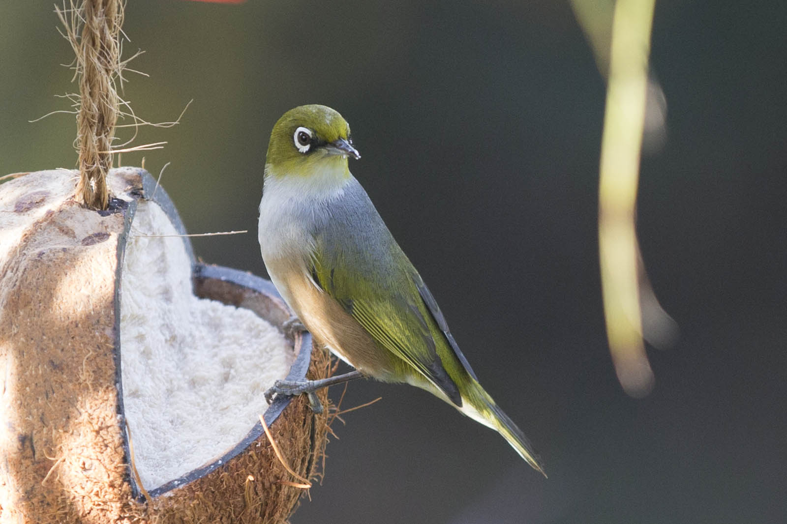 Waxeye