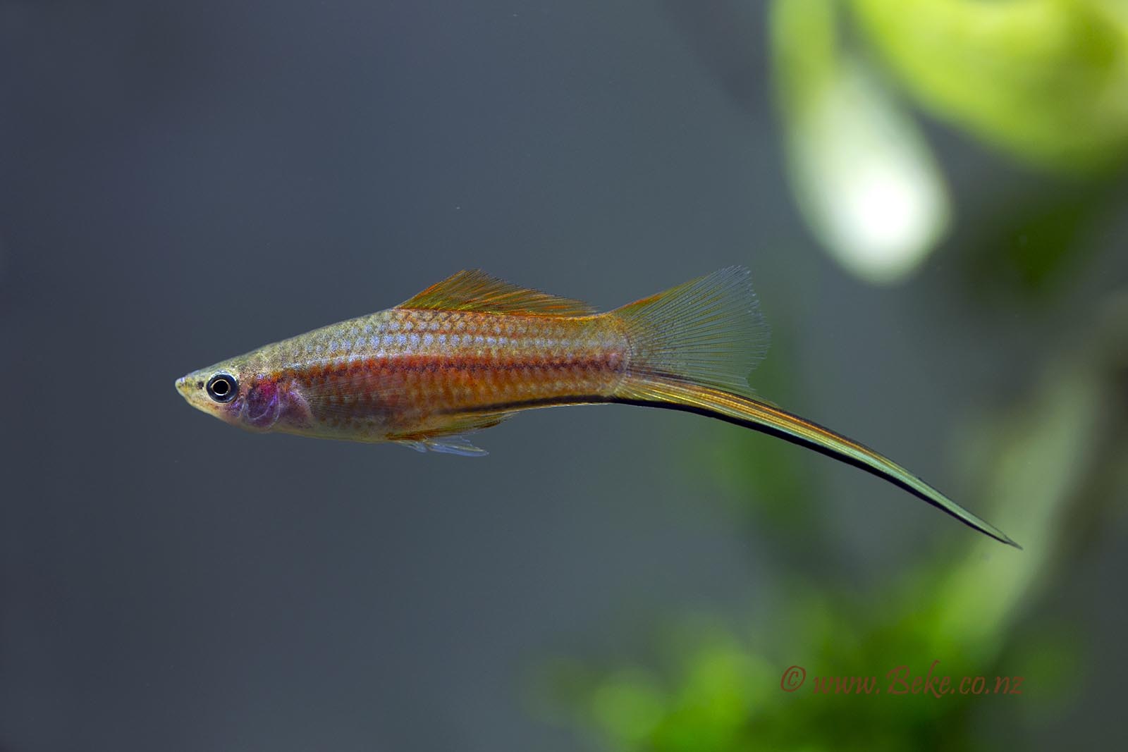 Xiphophorus hellerii