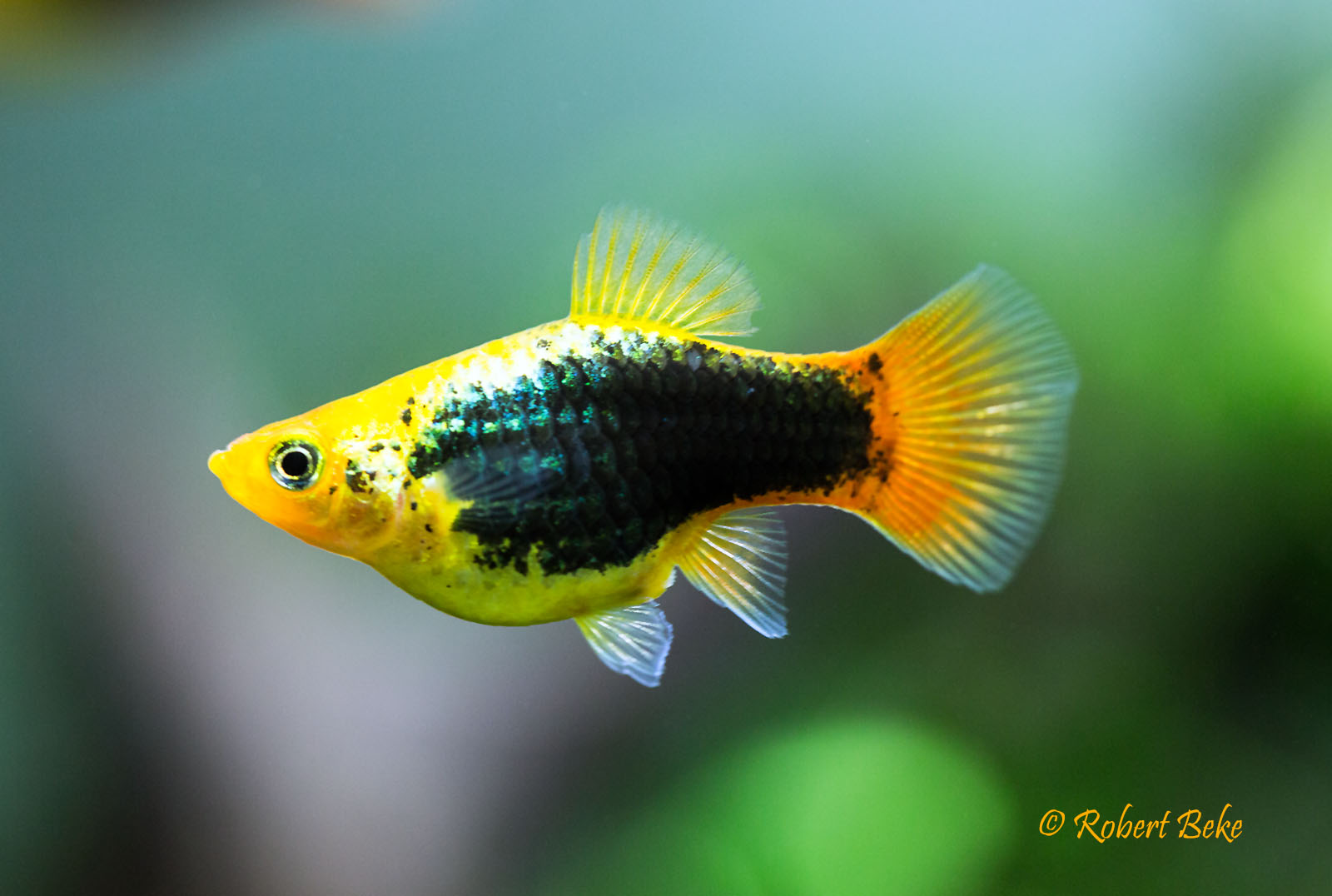 Xiphophorus maculatus