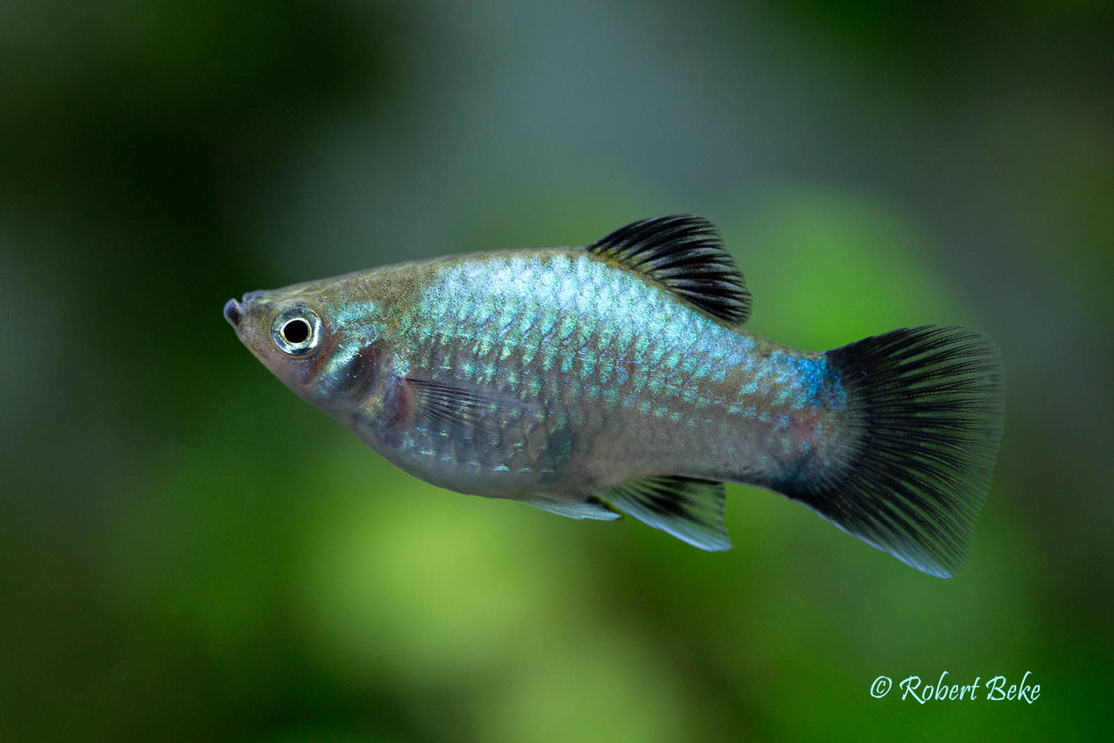 Xiphophorus maculatus