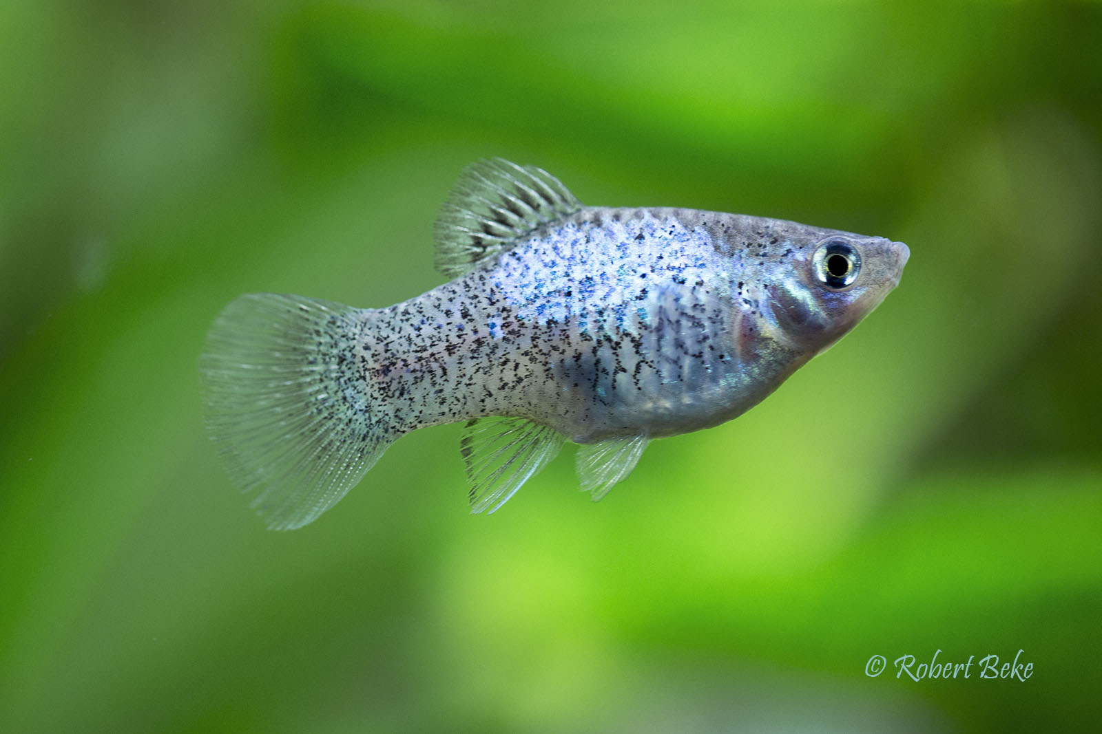 Xiphophorus maculatus