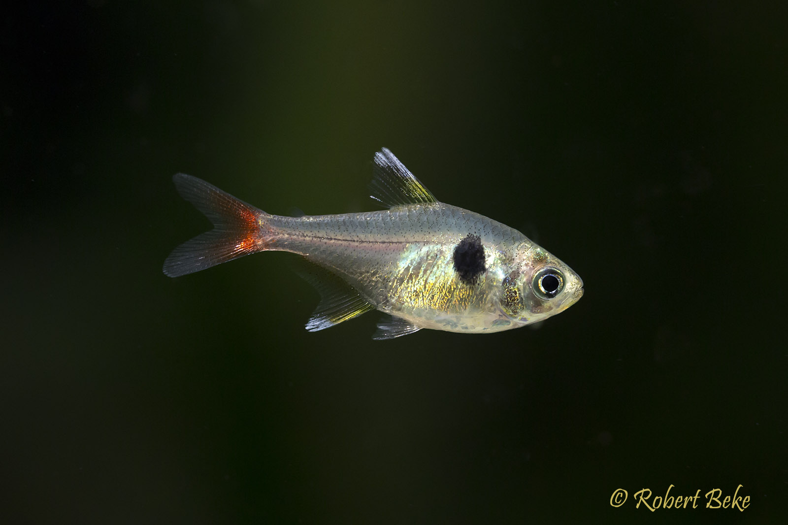 Yellow Phantom Tetra - Hyphessobrycon roseus