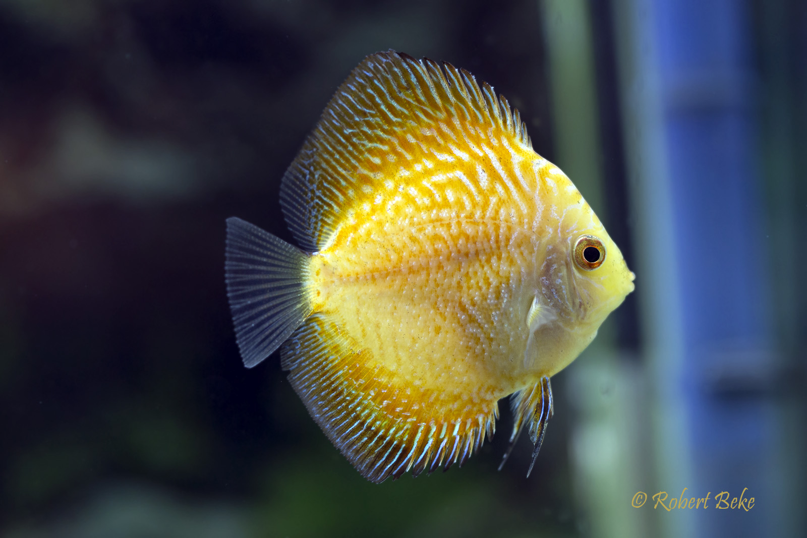 Yellow sunset discus - Symphysodon aequifasciatus